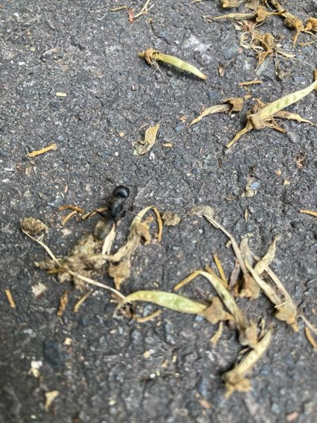 アリの種類について、このアリは何というんですか？ 結構大きいアリで、全体的に黒く、腹の部分に黄色い毛が生えていました。見つけた場所は内陸部、標高は高く森林の中の道路沿いで見つけました。解答お願いします。