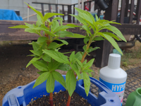 ホウセンカの花が咲かない 子供の夏休みもあと10日ほどとなります Yahoo 知恵袋