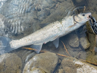河川の上流で釣れた魚です 何という魚ですか シーバス用のルアーにかかりまし Yahoo 知恵袋