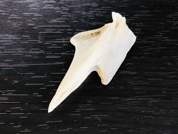 海岸で拾った骨？牙？の様なものなんだかわかりますか？