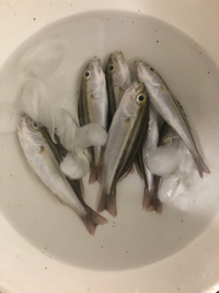 子どもが魚を釣りました 食べられる魚でしょうか 直径は8センチほどです も Yahoo 知恵袋