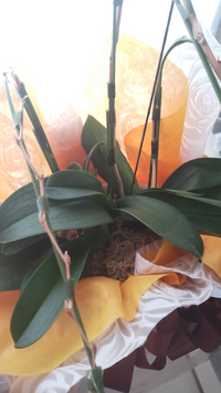 胡蝶蘭について 夫が職場から花のおわった胡蝶蘭を持ち帰りました 鉢は高さ2 Yahoo 知恵袋