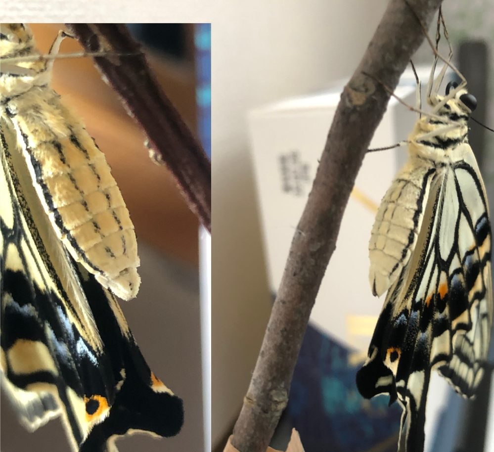 ナミアゲハを卵から育てました。 サイトで雌雄の区別を勉強したのですが、 いまいち確信が持てません。 画像の左はメス、右はオスの認識で合っていますか？ 実際にうちで羽化したナミアゲハの写真です。