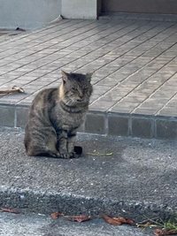至急です 先程からbbqをしていたら猫が寄ってきました 野良猫だと思います Yahoo 知恵袋