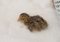 22 08 14 12時頃に生まれたうずらの雛についての質問です自分は Yahoo 知恵袋