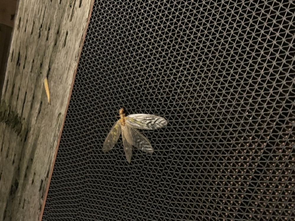 静岡県伊豆市の某旅館でこんな虫を見ました。初めて見る虫ですが、なんという虫でしょうか？結構大きく5-6センチ程あったと思います。