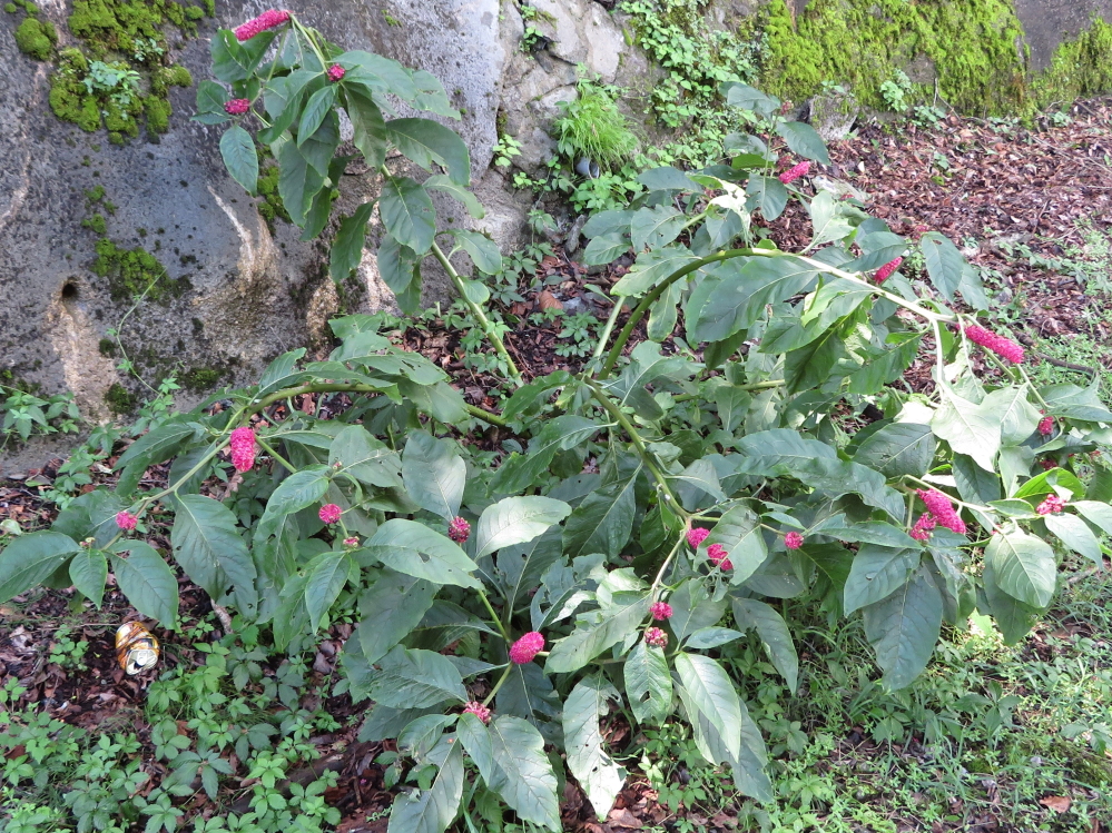 この植物の名前を教えて下さい 花は小さなものが房のように連なりか Yahoo 知恵袋
