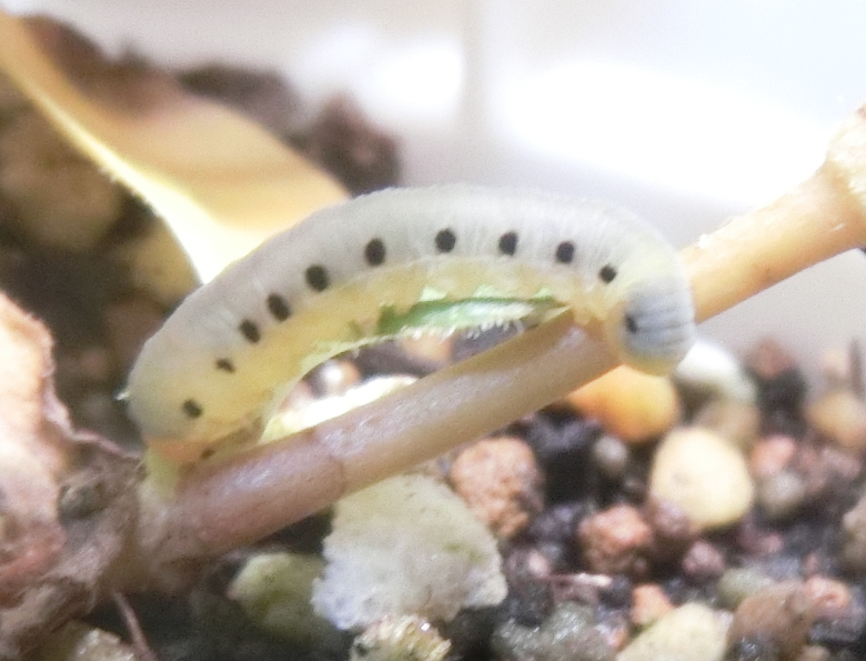 この虫、何の幼虫か分かる方いらっしゃいますか？ 少し写りが悪く、すみません。 長さは１ｃｍ程度かと思います。 ヒメツルソバの葉を食べています。