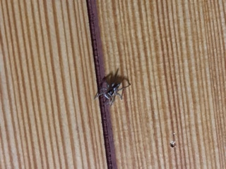蜘蛛が家に出ました この蜘蛛はなんて名前でしょうか？ 害虫だったら外に逃そうと思います