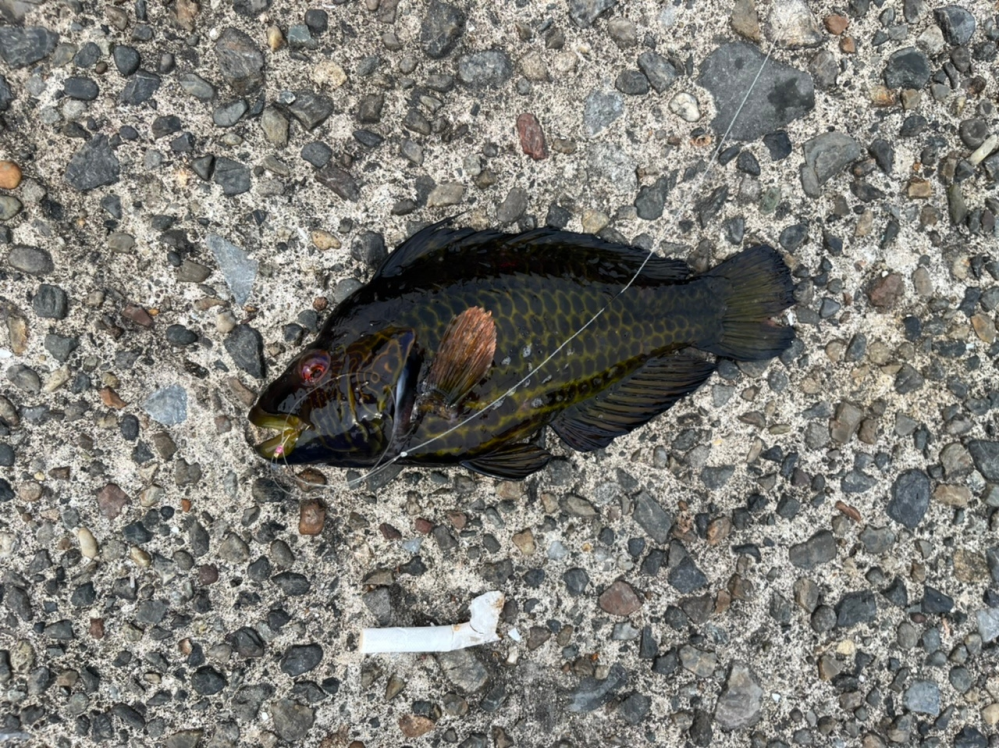 この魚は何という名前ですか？珍しい魚ですか？