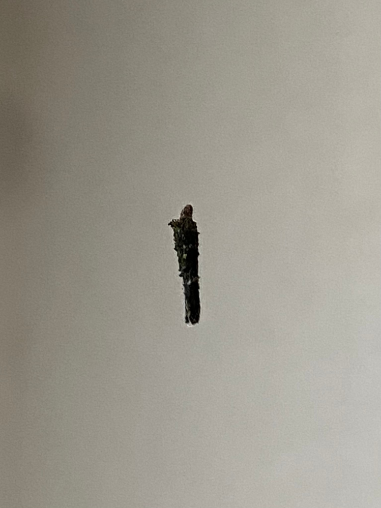 この虫はなんですか？ 部屋に浮いてうごめいてました。