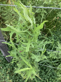 カエルの傘の葉っぱあれは 蓮の葉ですか カエルが大きな葉っぱを傘にしているイ Yahoo 知恵袋