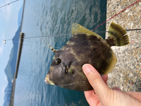 カワハギを釣りました 魚体が赤っぽい茶色ですがカワハギですよね Yahoo 知恵袋