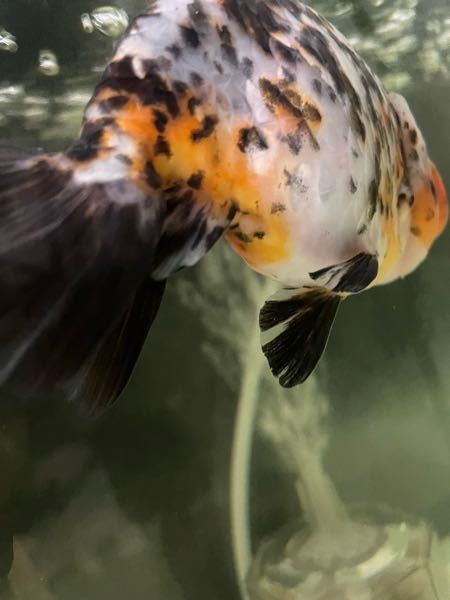 こちらの江戸錦の金魚なのですが写真だと分かりづらいと思いますがオスメス判別つく方いらっしゃいますか？ おいぼしは確認できませんでした。