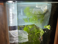 メダカの卵 隔離について メダカ飼育初心者です 水草に卵がついているのを発 Yahoo 知恵袋