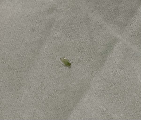 注意 虫の画像あります この虫はなんという虫なのでしょうか？ 最近電気カバー(照明カバー)？の周り飛んでたり中にいたりです。。