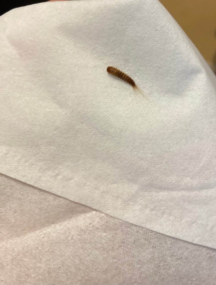 家に謎の虫が湧いていました。何という虫か、またこの虫の駆除方法を教えて下さい。