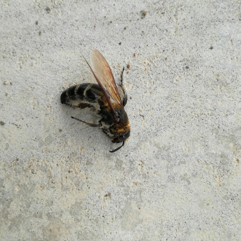 この蜂はなんと言う蜂ですか？