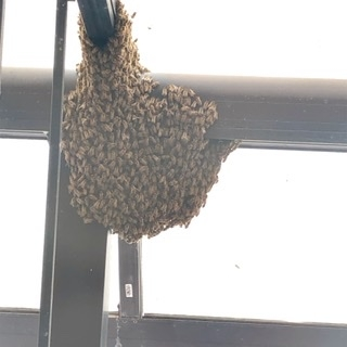 ミツバチの分蜂 おそらくミツバチだと思うのですが2日前にベランダの柱に飛んで来て大きな塊になってます。 調べたら分蜂というもので新しい巣への引越し中の休憩（数時間〜数日間）とありました。 先ほどベランダを見たら無数に飛び交っていてよく見ると塊がなくなってました。 わーいと喜んだのも束の間、10分程度でまた同じ位置に戻って来てしまいました。 まさかここに巣を作るつもりなのでしょうか？ 洗濯物が干せません……。 蚊取り線香焚いていますが待っていたら移動してくれるでしょうか？