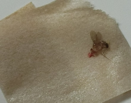 この小バエのような虫は何ですか？ 凄く小さくて、潰したら血が出ました。 【画像閲覧注意】 蚊以外に刺されているのでコレだと思います。