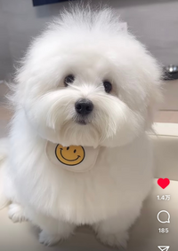 韓国のインスタグラマーが投稿していた 下の白い犬は何という犬種で Yahoo 知恵袋