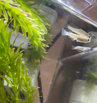 餌をいれ過ぎてしまった水槽について質問させてくださいm M家に Yahoo 知恵袋