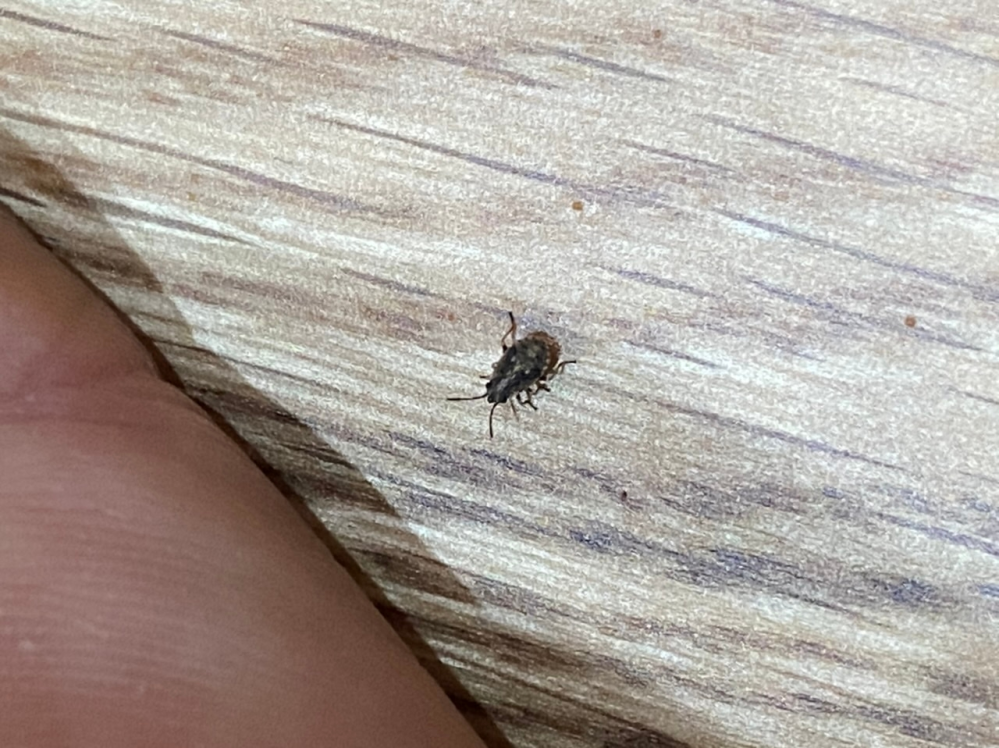 家の中に黒い小さな虫が大量発生しています。 この虫の名前を知っている方いましたら教えて下さい。
