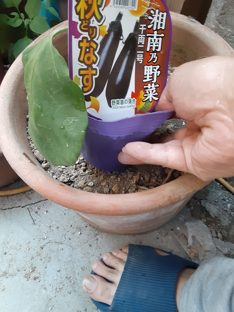 この茄子は、この大きさの植木鉢で育ちますか？ 小さいでしょうか？