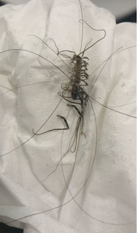 これはなんの虫ですか ほこりと髪の毛が混ざってて汚くてすみません 真っ直ぐ Yahoo 知恵袋