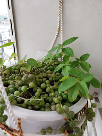 グリーンネックレスって葉っぱが出てきますか これから花が咲くのでしょうか Yahoo 知恵袋