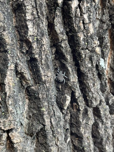 この虫は何という虫ですか？ 遊歩道の木にいました。
