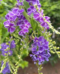 この花の名前を教えてください デュランタだと思われます Yahoo 知恵袋