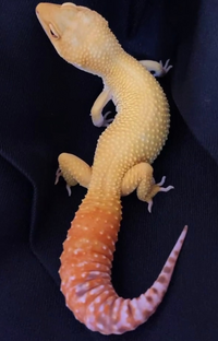 レオパのオーロラ をお迎えしたのですが 何とかけたらいいモルフがでますで Yahoo 知恵袋