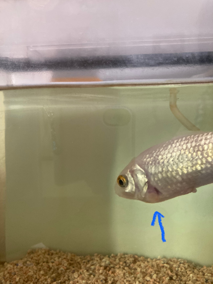 金魚のがよく他の金魚をつついているんですが何ででしょうか つつくというより Yahoo 知恵袋