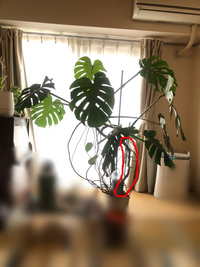 モンステラが巨大化 して困っています 頂き物なので種類はわから Yahoo 知恵袋