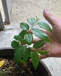 レモンの種 レモンの種を植えたら 芽が出てきましたこのまま何年かで実がな Yahoo 知恵袋