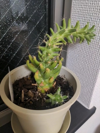 キンセイサボテン根腐れでしょうか 上の方はどんどん育ちますが 伸 Yahoo 知恵袋