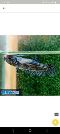 ワイルドベタについて教えてください ペアで飼育したいと思っていて 画像のメ Yahoo 知恵袋