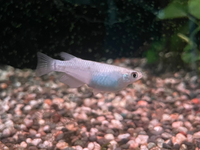 錦鯉とポリプテルスセネガルスの混泳を考えてますが 錦鯉15センチ Yahoo 知恵袋