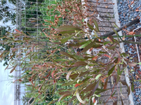 ドドナエアが枯れそうです どうすればいいですか 昨年の春に地植えしたド Yahoo 知恵袋