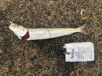 日本海側北部で釣りに行った際釣ったのですがまいわし 斑点がない Yahoo 知恵袋