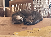 猫って汚い部屋だとストレスを感じますか 基本的には汚いと言 Yahoo 知恵袋