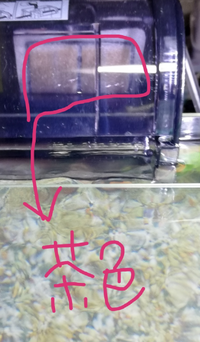 ベアタンク金魚水槽の立ち上げをしています Gexのろかフィル Yahoo 知恵袋