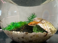 家の庭に池があり 錦鯉13匹金魚かコメット が10匹フナが8匹ぐらいいます Yahoo 知恵袋