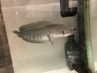 メダカを室内で飼育しているのですが 水槽の蓋は取ったほうが良いでしょうか Yahoo 知恵袋