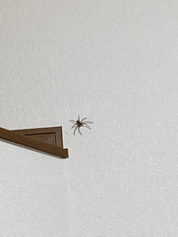 至急 家に帰ったら蜘蛛がいました 虫嫌いすぎて 退治とか逃がすことすら Yahoo 知恵袋