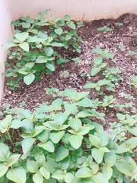 これはひまわりの芽でしょうか ベランダ 5階 の鉢に肥料を入れ Yahoo 知恵袋