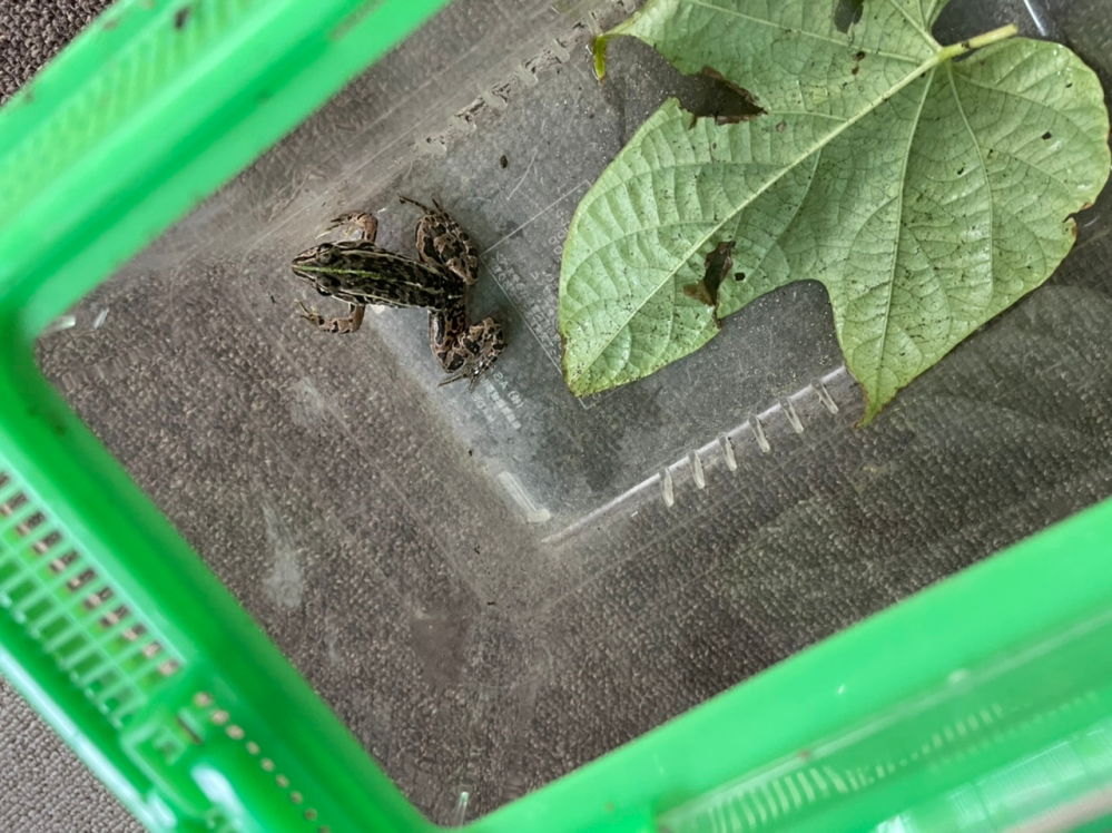 これは なんというカエルですか よろしくお願い致します ト Yahoo 知恵袋