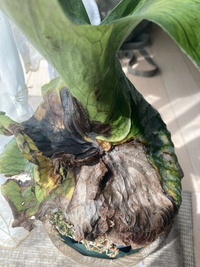 コウモリランのグランデですが葉焼けなのか病気なのか一部枯れてきています ど Yahoo 知恵袋