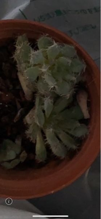 多肉植物について詳し方教えてください 頂いたんですが種類が分かり Yahoo 知恵袋